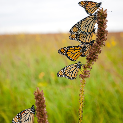 Monarch Butterflies in Tallgrass Prairie © Richard Hamilton Smith