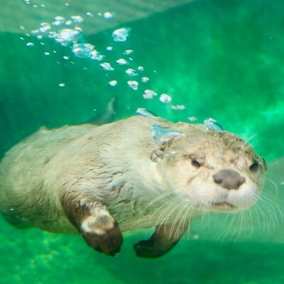 North American River Otter are at home in the Hutchinson Zoo