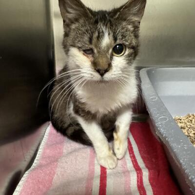 Rue, is a kitten from a hoarding neglect case and she needs her right eye removed.