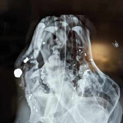 Bullet found in dog's face on XRay, Surgery to remove and he is living loved in a new home!