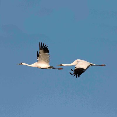 Whooping Cranes © Harvey Payne