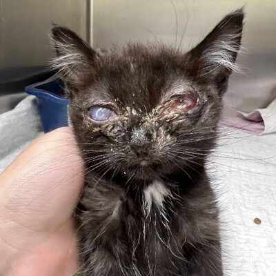 Very sick and injured kitten from a neglect case.