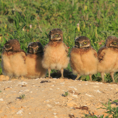 Burrowing Owl Chicks at Smoky Valley Ranch © Bob Gress