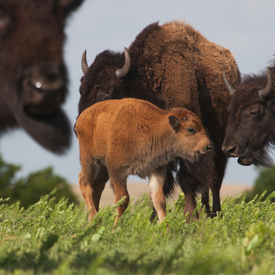 Bison with Calf © Morgan Heim